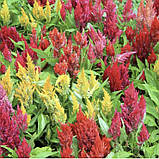 Целозія периста Пампаське перо 0.1г / Hem Zaden, фото 2