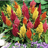 Целозія периста Пампаське перо 0.1г / Hem Zaden, фото 3