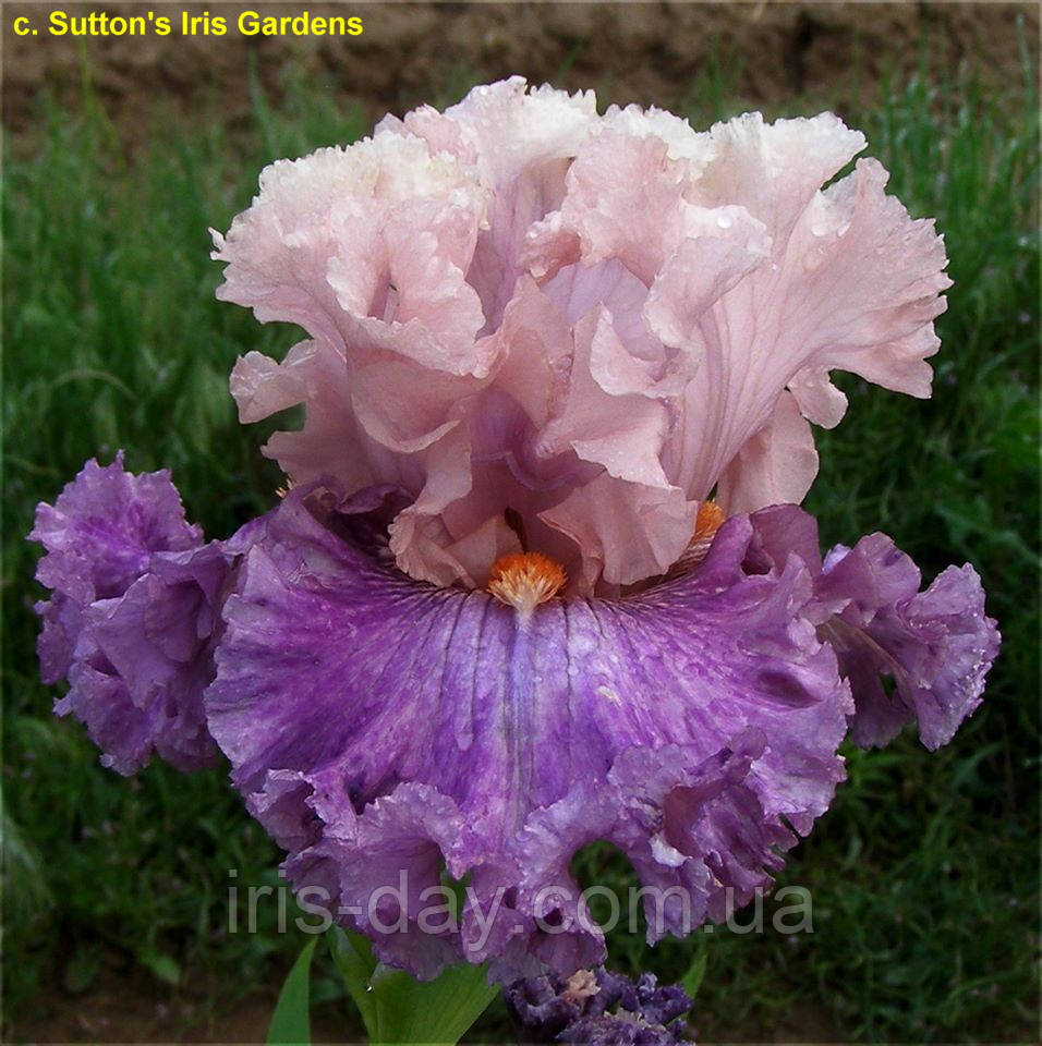 Ірис Friller (Sutton 2020) (сажінки), фото 1