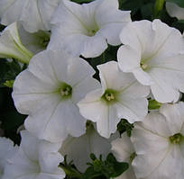 Петунія ампельна Ізі Вейв  Вайт F1 | Pan American США 50 драже