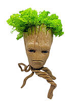 Кашпо зі стабілізованим мохом Грут-павук