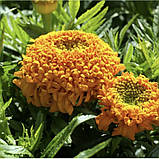 Чорнобривці прямостоячі Купідон суміш 0.2г / Hem zaden, фото 2