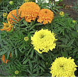 Чорнобривці прямостоячі Купідон суміш 0.2г / Hem zaden, фото 3