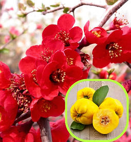 Айва \ Хеномелес японський Фаєр Данс (саджанці 3 роки)