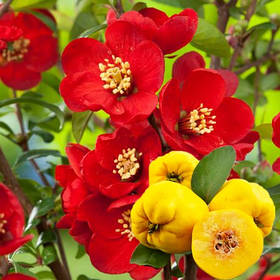 Айва \ Хеномелес японський Ніколін (саджанці 3 роки) С3