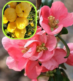 Айва \ Хеномелес японський Пінк Леді  (саджанці 3 роки) С3