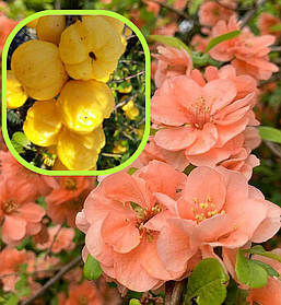 Айва \ Хеномелес японський Салмон Горізонт (саджанці 3 роки) С3