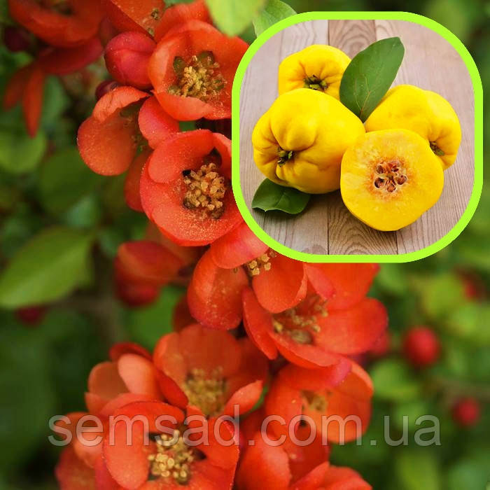 Айва \ Хеномелес японський Саргенті \ Chaenomeles Sargentii (саджанці 3 роки) С3