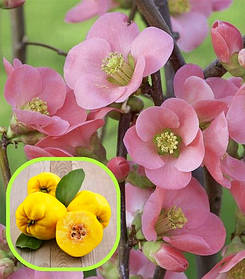 Айва \ Хеномелес японський Ексімія (саджанці 3 роки) С3