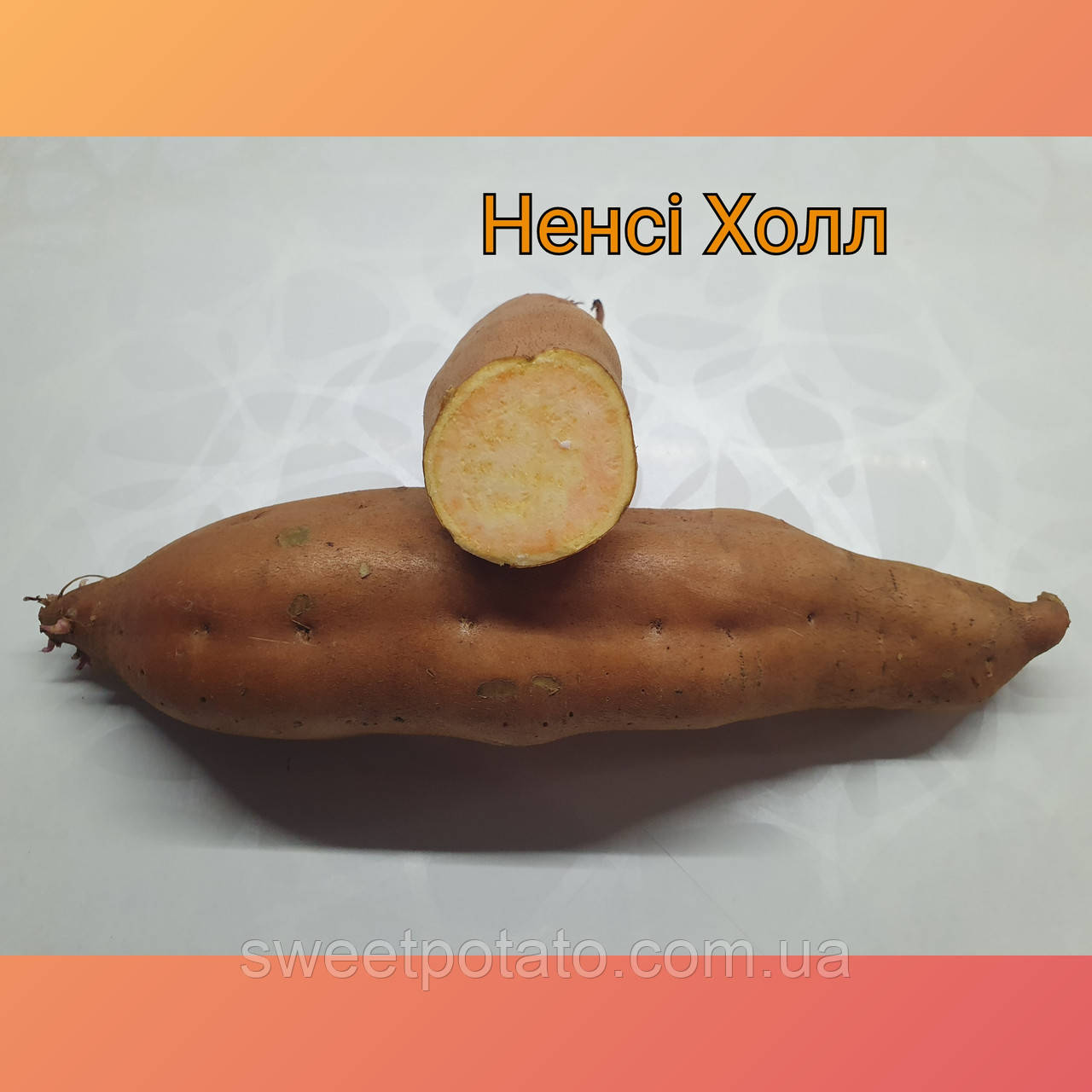 Сортовий батат для розсади 🌿🍠 сорт Ненсі Холл із світлопомаранчовою м'якотю, фото 1