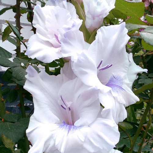 Гладіолус Блакитний метелик, фото 1