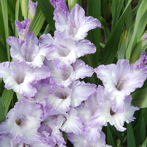 Гладіолус Модру Програм, фото 1