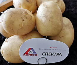 Насіннєва картопля Спектра (1 репродукція) Agrico 2,5 кг/пач. — ПЕРЕДЗАМОВЛЕННЯ 2025