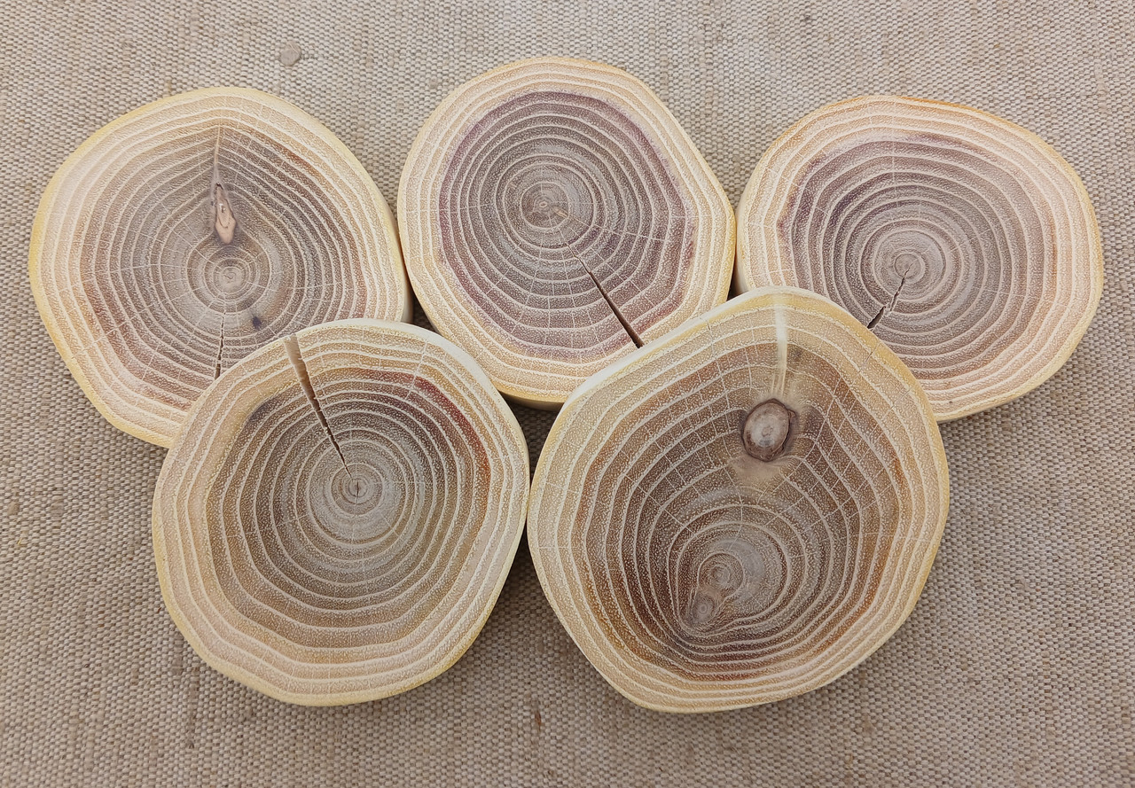 Зріз дерева для розпису,випалювання,d 70-80мм.5шт.