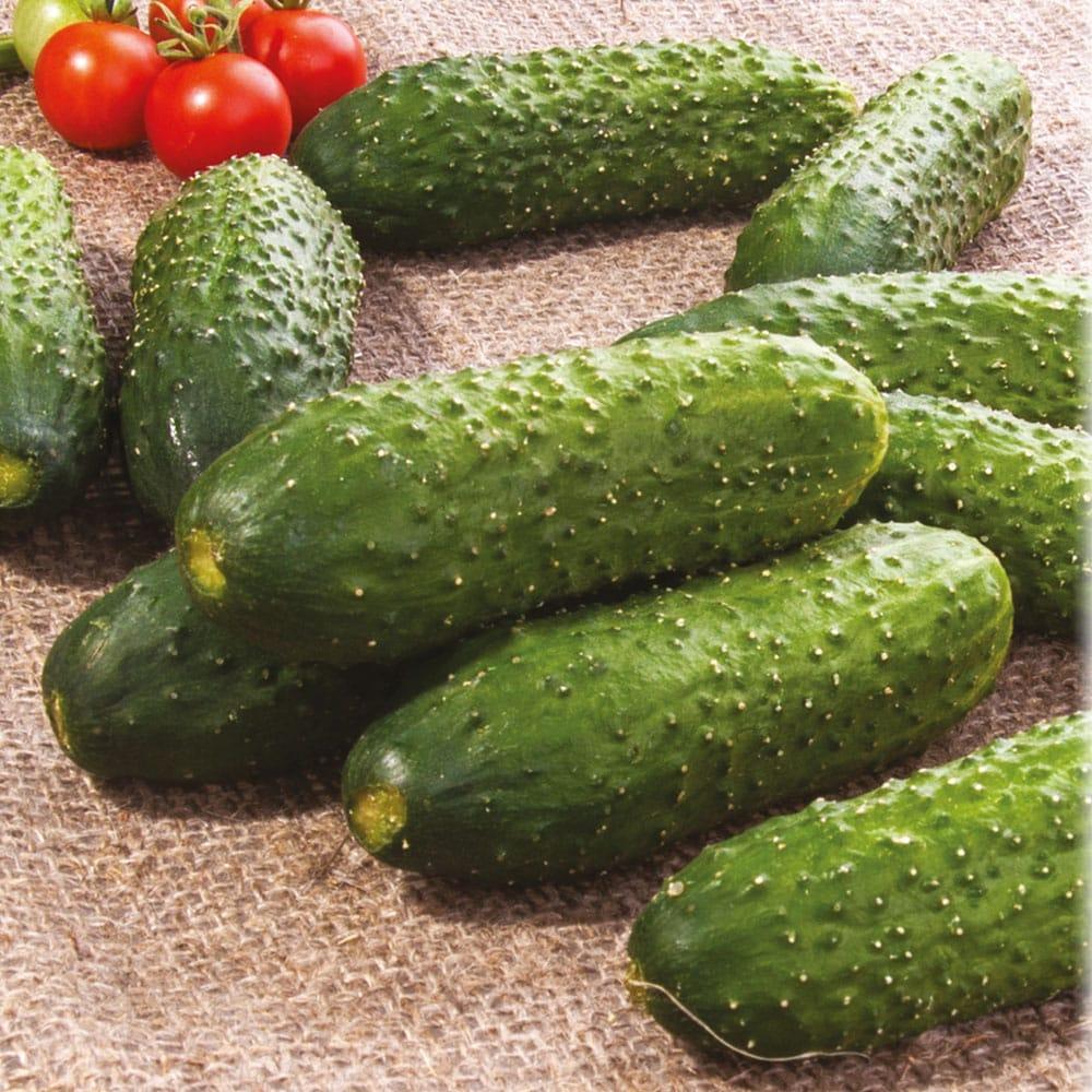 Насіння огірка Крак F1 на вагу, Агролінія