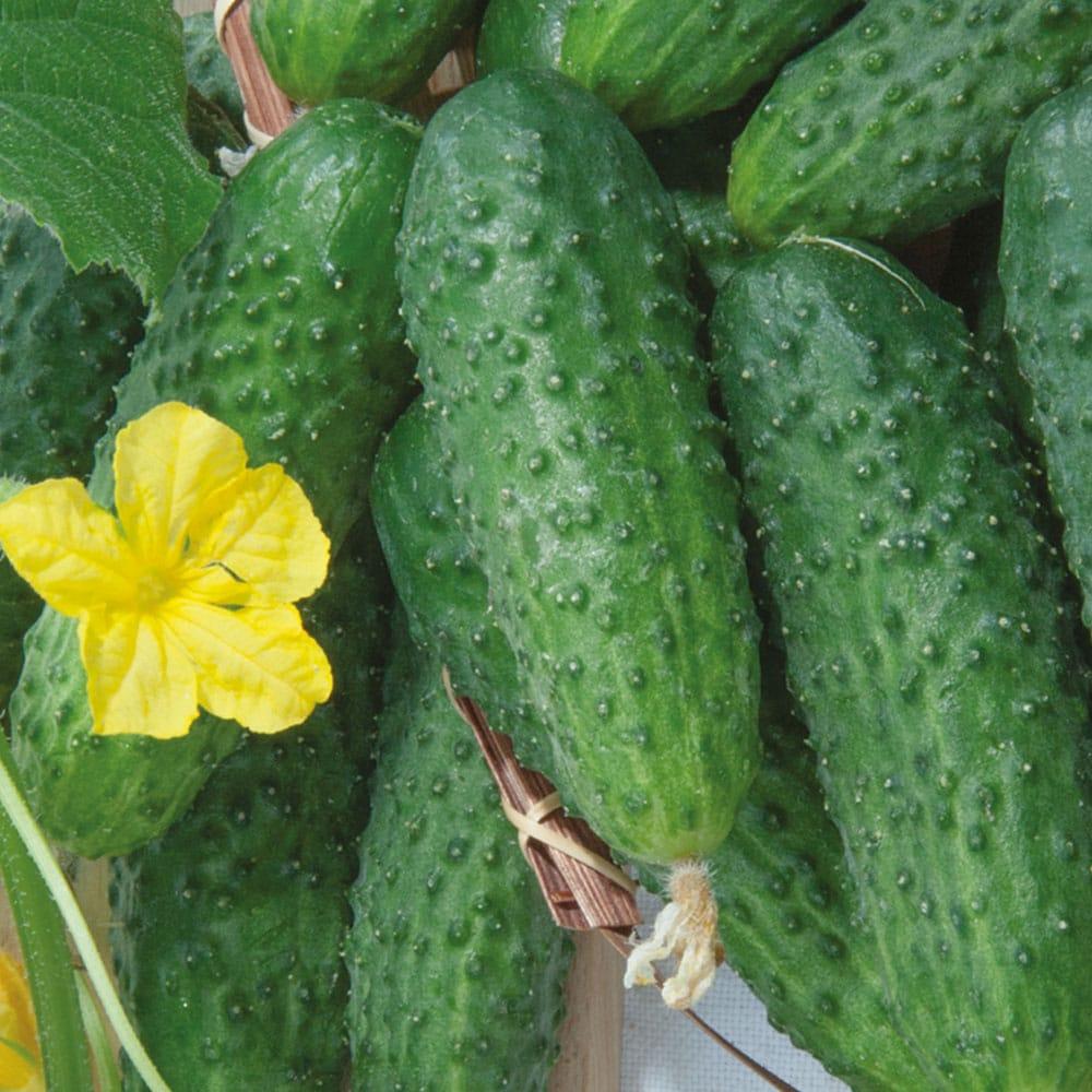 Насіння Огірка Конкурент на вагу, Агролінія