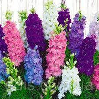 Дельфініум