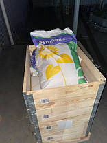 НК БРІО (NK BRIO) Syngenta, класичне насіння соняшника Сингента, фото 5