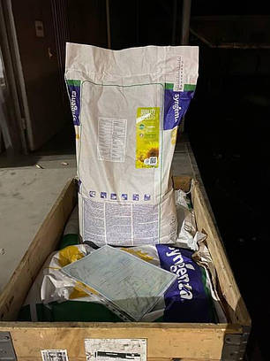 СІ Ласкала A-G Syngenta насіння соняшника SI LASKALA Syngenta, Класичний соняшник 7 рас зарази Сингента, фото 3
