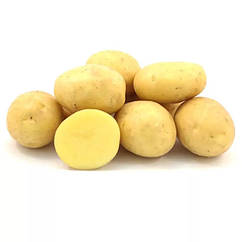 Насіннєва картопля Королева Анна (Queen Anne) 1 репродукція Solana 1 кг — ПЕРЕДЗАМОВЛЕННЯ 2025
