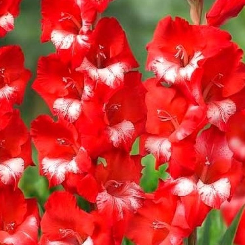 Гладіолус Спаркер, фото 1