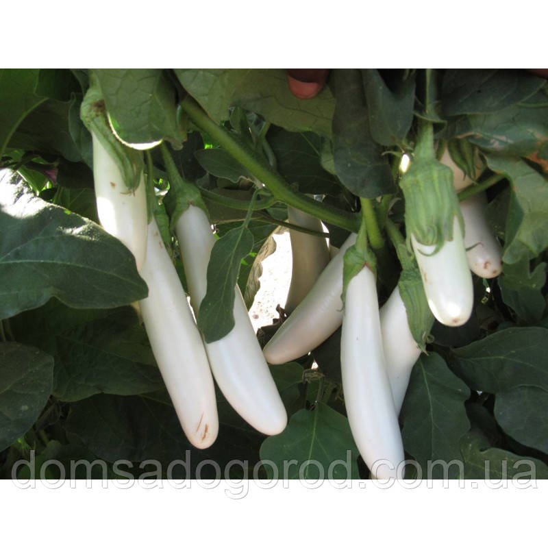 Баклажан білий Вайтмен F1 (INX 1644 F1) Іннова Сідс | Innova Seeds 100 н