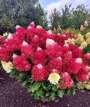 Гортензія волотиста Ред Вельвет \ Hydrangea paniculata Red Velvet ( саджанці 2 роки)
