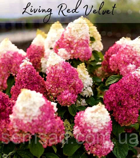 Гортензія волотиста Ред Вельвет \ Hydrangea paniculata Red Velvet ( саджанці 4 роки)