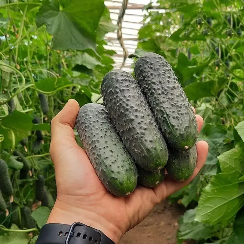 Стентор F1 насіння огірка, 50 насіння — партенокарпічний огірок, ранній