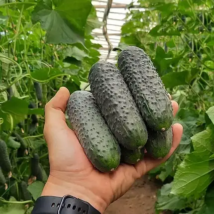 Стентор F1 насіння огірка, 50 насіння — партенокарпічний огірок, ранній, фото 1