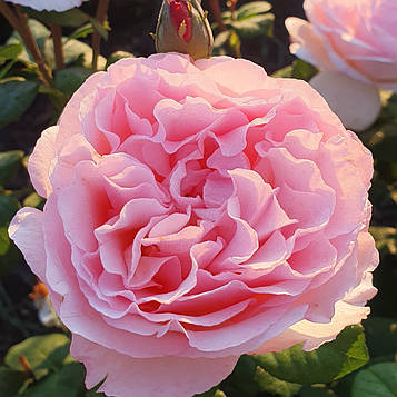 Принцеса Шарлен де Монако (Princesse Charlene de Monaco)