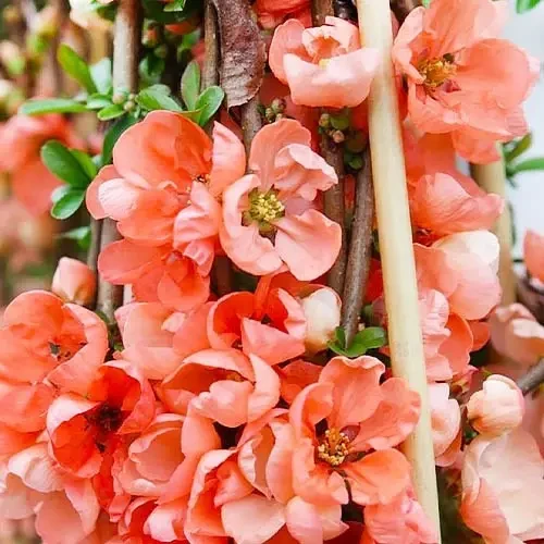 Саджанці Хеномелесу або айви японської Лососевий горизонт (Chaenomeles superba Salmon Horizon)