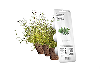 Змінний картридж до гроубоксу Click and Grow Тим'ян (Чебрець) (7373)