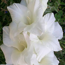 Гладіолус Кришталь (цибулина)