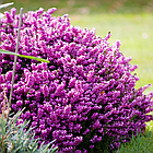 Саджанці Еріки Дарленської Дженні Портер (Erica darleyensis Jenny Porter) P9, фото 3