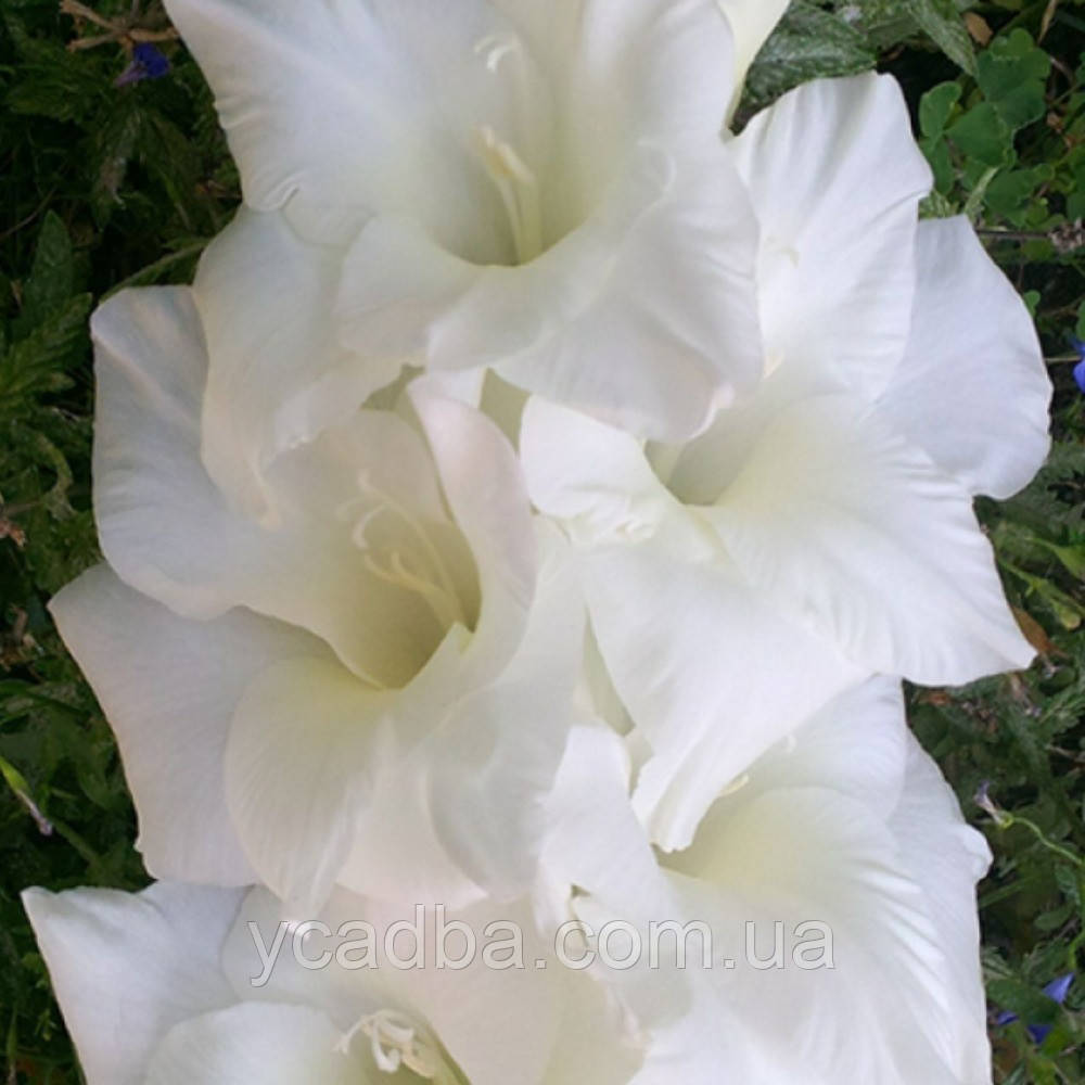 Гладіолус Кришталь, фото 1