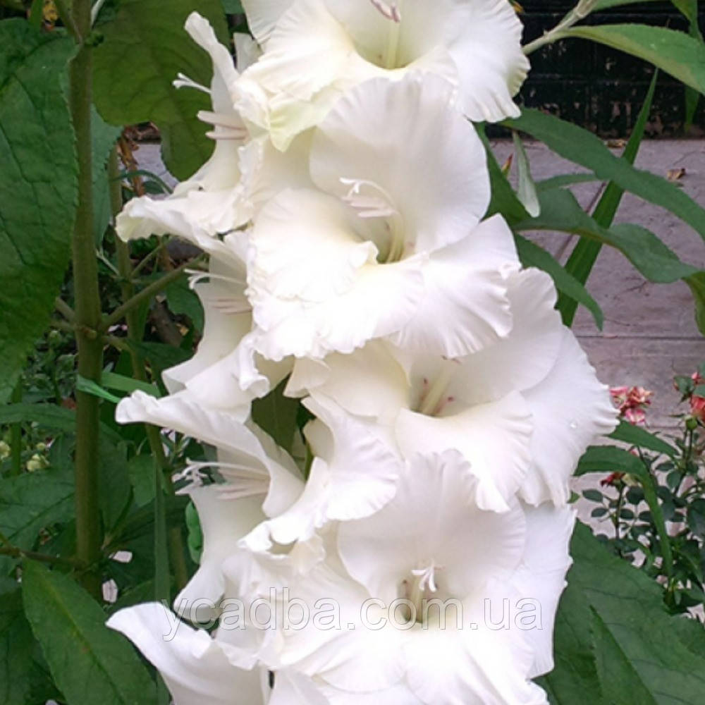 Гладіолус Сі фоум, фото 1