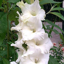 Гладіолус Сі Фоум (цибулина)