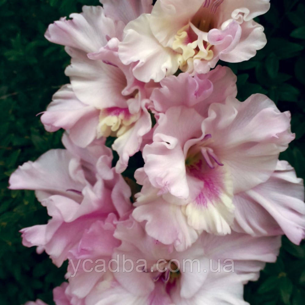 Гладіолус Бузкове захоплення, фото 1