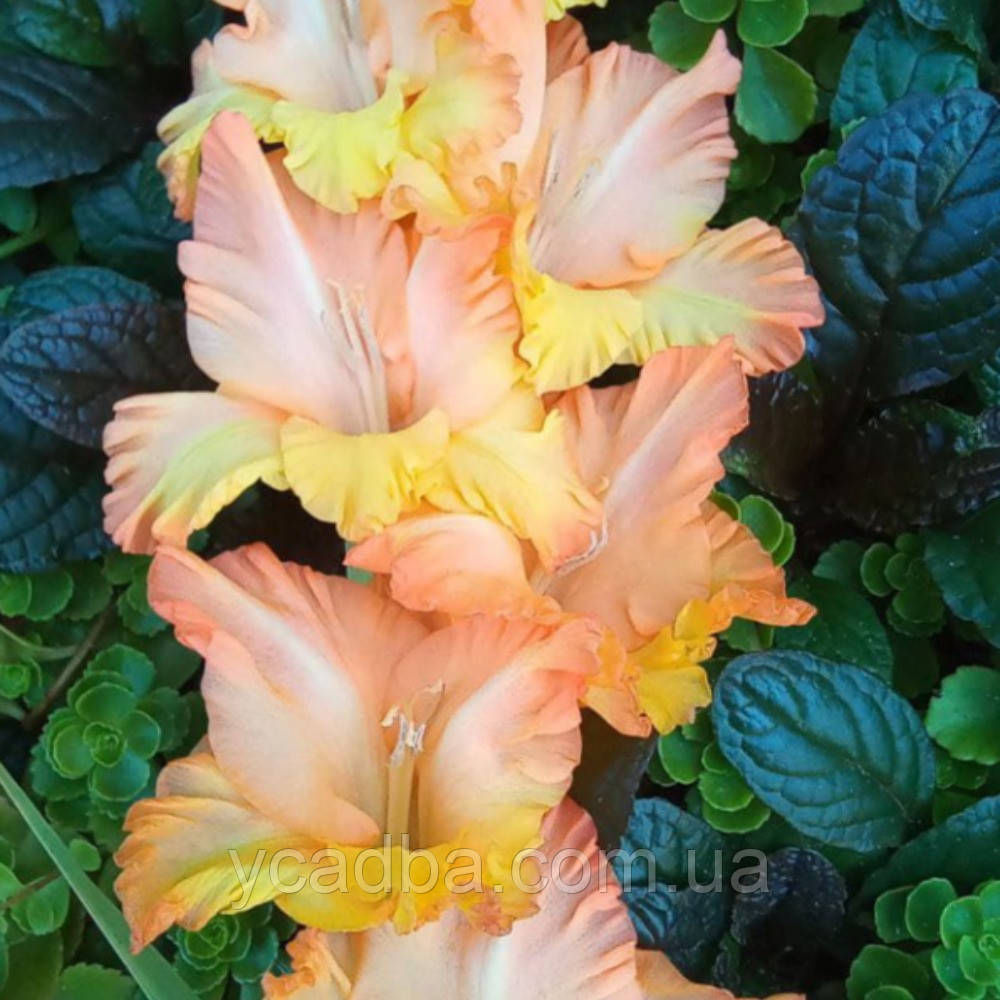 Гладіолус Олімпія, фото 1