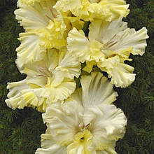 Гладіолус Вікторія (цибулина)