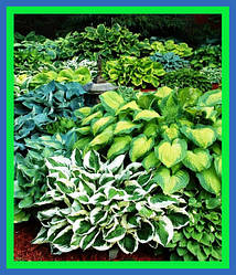 Хоста (hosta) 2025