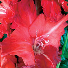 Гладіолус Аргумент (цибулина)