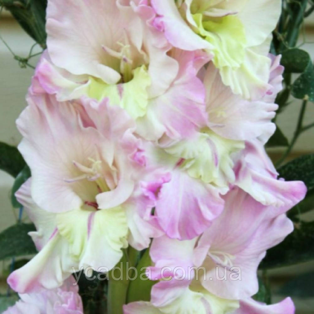 Гладіолус Пам'яті Ольги, фото 1