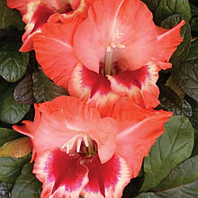 Гладіолус Діва (цибулина)