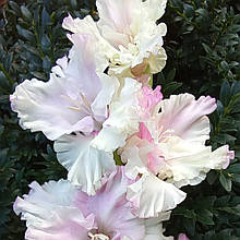 Гладіолус Унікум (цибулина)