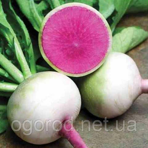 KS 730 F1 насіння дайкону Kitano Seeds Голландія 10 грамів