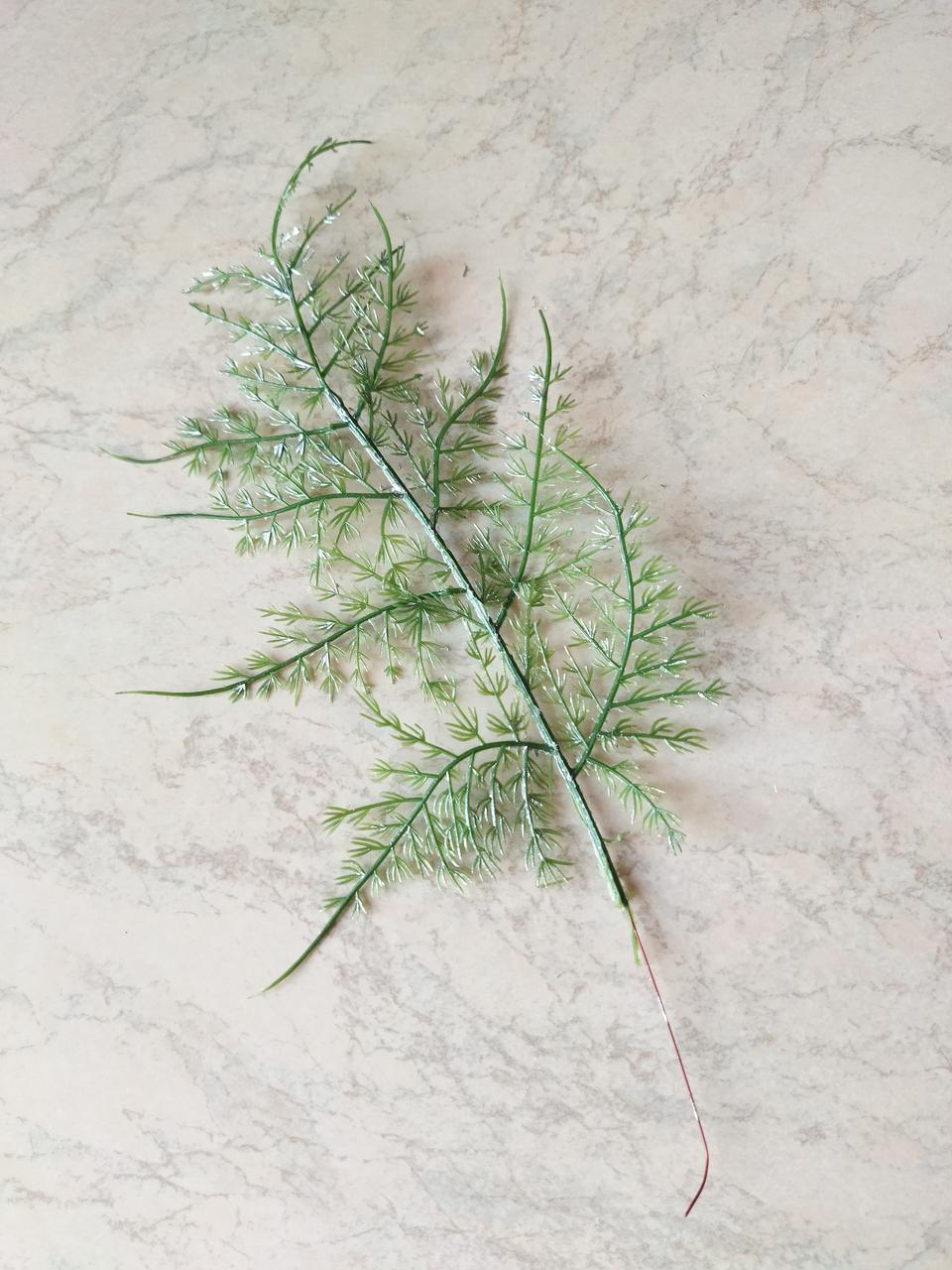 Гілочка аспарагуса, фото 1