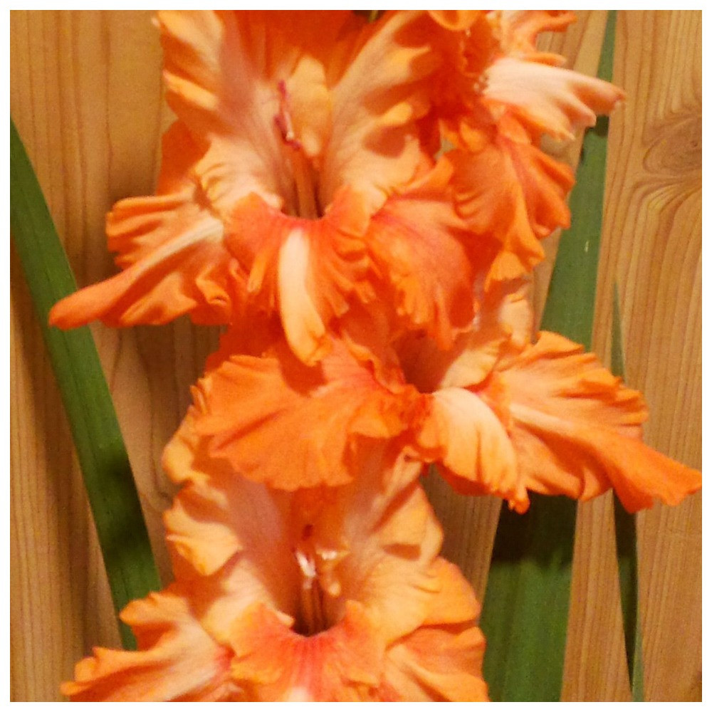 Гладіолус Тибул, фото 1