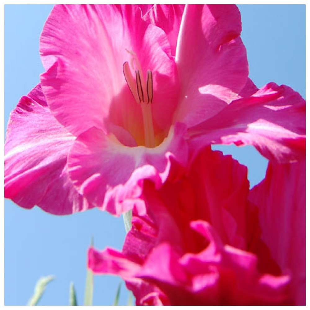 Гладіолус Хиз Ексцелленсі, фото 1